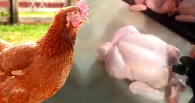 Paketlenen Tavukların İğneyle Şişirildiği Video İzlenme Rekoru Kırıyor
