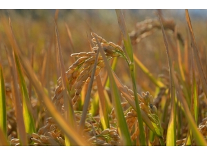 Beyaz Altın Hasadı Başladı