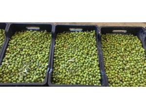 Zeytin Hasadı Buruk Başladı