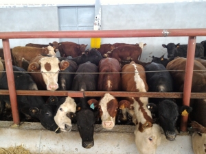 Antalya’da Desteklemeyle 400 Başlık Çiftlik Kuruldu