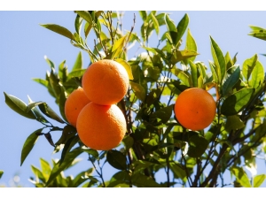 Rusya’ya Yaş Meyve Sebze İhracatı 410 Milyon Doları Aştı