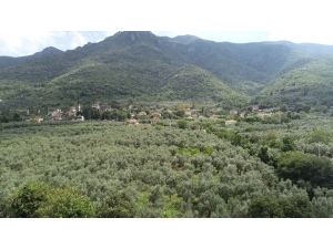 Avrupa Gemlik Zeytinini Sevdi