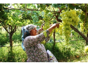 Sarıgöl’ün Üzümleri Koruma Altında