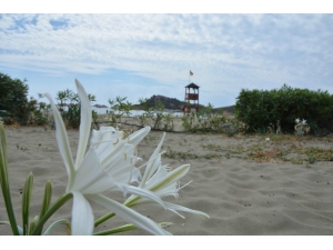 Ege Sahillerinin Süsü Kum Zambağı