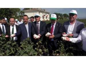 Yeni Pamuk Türlerinin Tanıtımı Dualarla Yapıldı