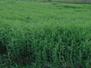 Bayburt’ta Yem Bezelyesi Ekimi Yaygınlaşıyor