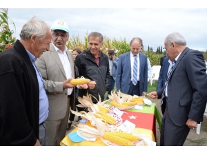 Yerli Mısır Yabancıya Kafa Tutmaya Hazırlanıyor