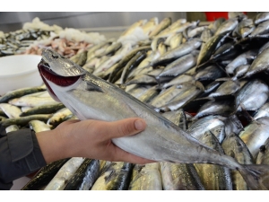 Palamutun Fiyatı 10 Tl’ye Düştü