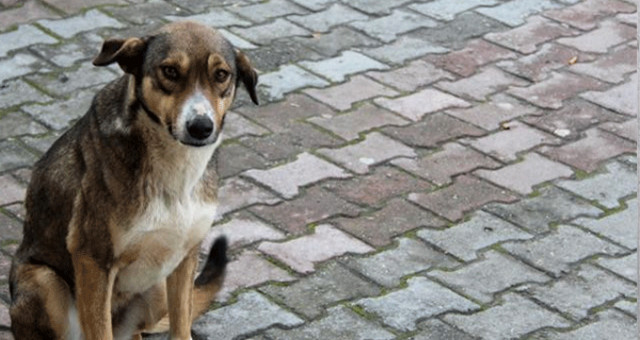 Kırklareli'nde Vahşet! Bir Köpek Okla Vurularak Öldürüldü