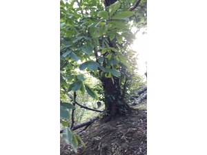 5 Asırlık Kestane Ağacı Koruma Altına Alınmayı Bekliyor