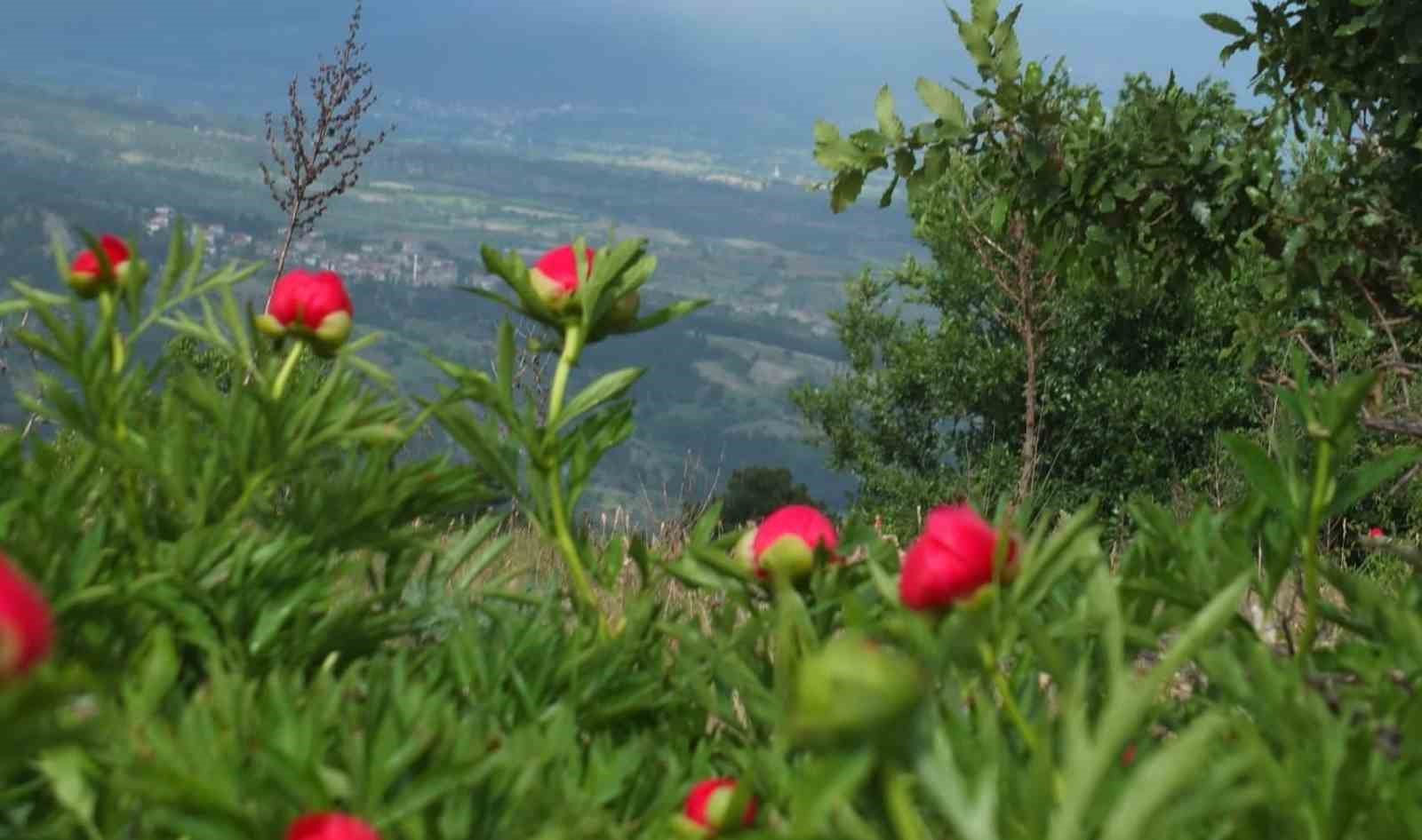 koruma-altindaki-cicekler-dogaseverleri-cezbediyor