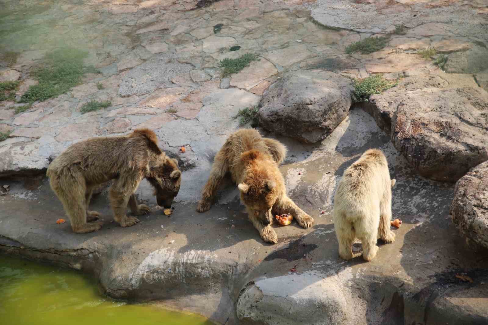 sicaktan-bunalan-hayvanlar-buzlu-kokteyl-ile-serinliyor