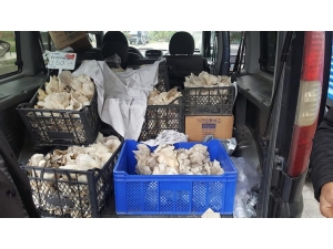 İstiridye Mantarı Üretimi Sevindiriyor