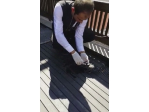 Gözleri Görmeyen Yavru Güvercine Otel Çalışanları Sahip Çıktı