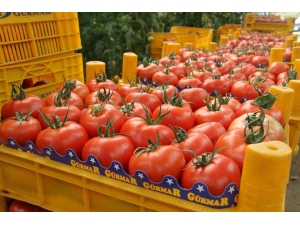 Eylül Ayının Zam Şampiyonu Domates Oldu