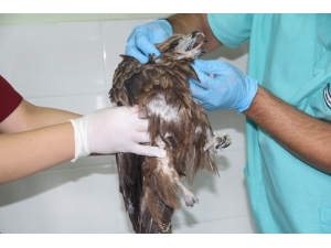 Bitkin Düşen Şahin Tedavi Altına Alındı