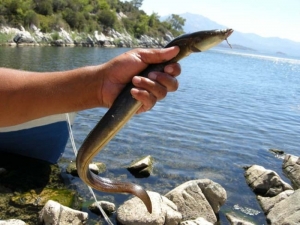 Meksika’dan Bafa’ya Gizemli Yolculuk