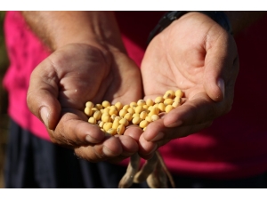 Adana Soya Üretiminde Türkiye Birincisi