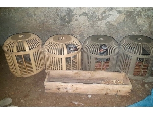 Kınalı Keklikler Kaçak Avcılardan Elinden Kurtarıldı