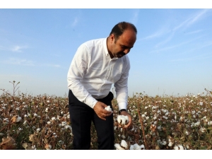 Şanlıurfa’da Beyaz Altın Hasadı Başladı