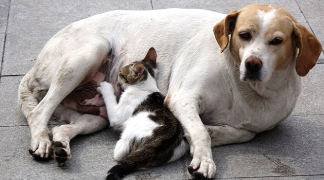 Sokak Köpeği Emzirdiği Kedi Yavrusuna Annelik Yapıyor