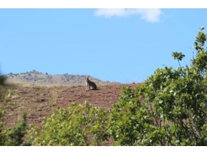 Tunceli’de Vaşak Görüntülendi