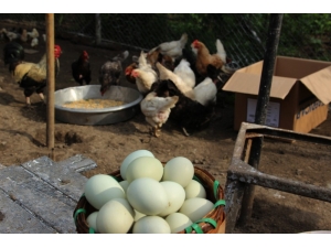 Yumurta Üreticileri Merkez Birliği’nden Zam Açıklaması