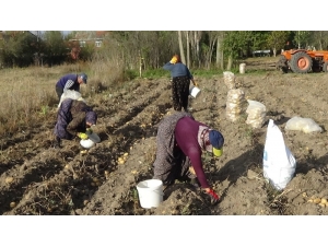 Patetes Tarlada 1, Pazarda 4 Tl