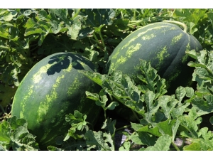 Doğu Marmara’nın Zam Şampiyonu Karpuz Oldu