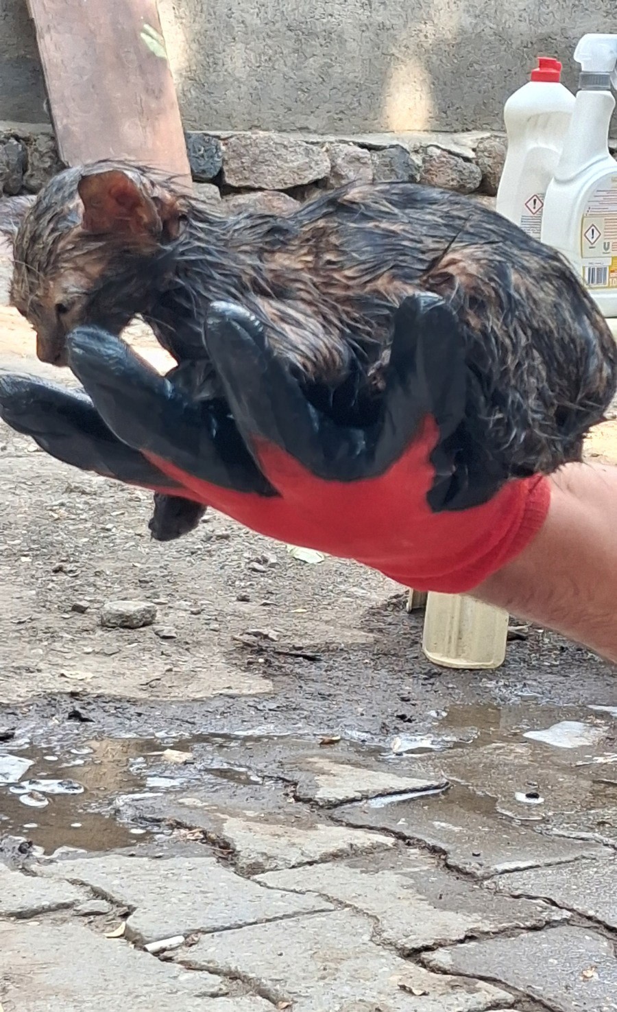 agri-da-ziftin-icine-giren-yavru-kedi-olumden-dondu