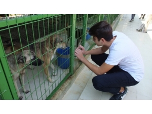 Öğrenciler Harçlıkları İle Köpeklere Mama Aldı Kulübe Yaptırdı