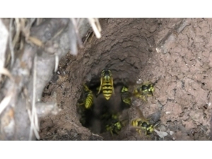 Katil Arıların Vahşi Yaşam Alanı Görüntülendi