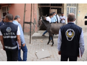Siirt Kent Merkezinde Bulunan Ahırlar Mühürlendi