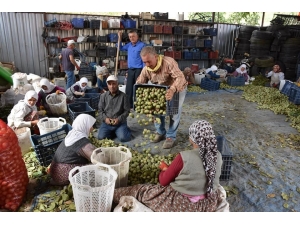 Salihli’de Ceviz Hasadı Başladı