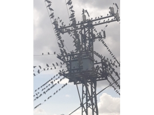 ‘Kuş Çarpılmalarını Önlemek’ Adına Yapılan Projede Bitme Aşamasına Gelindi