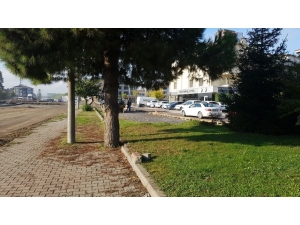 Ağaçlara Kışlık Bakım