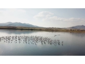 Karataş Ve Çorak Göldeki Su Kuşları Havadan Görüntülendi