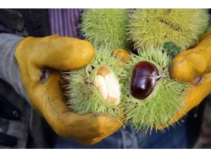 Yüksek Rekolte Şekerlemecilerin Yüzünü Güldürdü