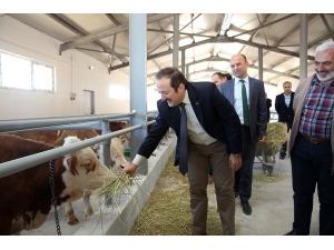 Bayburt’ta Hayvancılığa Önemli Destek