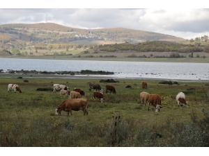 870 Hektarlık Ladik Gölü Kuruma Tehlikesiyle Karşı Karşıya