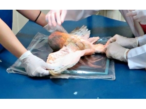 Ordu’da Tedavi Edilen Yaralı Hayvan Sayısı Artıyor