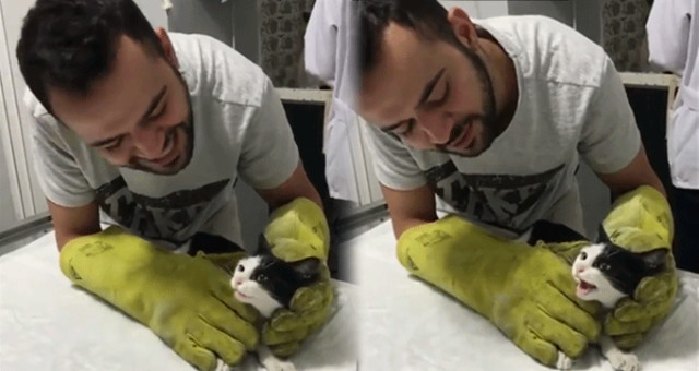 Veterinerin Ameliyat Edeceği Kediyle Yaptığı Düet Sosyal Medyada Beğeni Topladı
