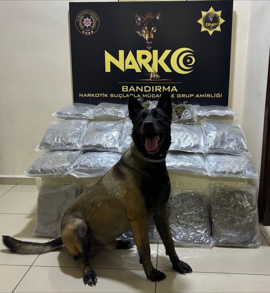 bandirma-da-gubre-torbalarinin-altina-gizlenen-11-2-kilo-skunk-ele-gecirildi