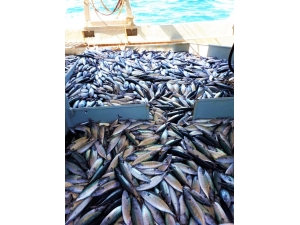 Karadeniz’de Görülmemiş Bolluk: Denizden Yüzlerce Kasa Palamut Çıktı