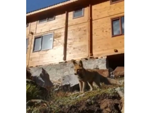 ’Cino’ Didingola’yı Mesken Tuttu