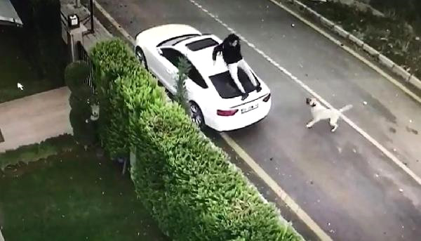 İnternet Fenomeni Gencin Köpekten Kaçarken Otomobile Tırmandığı Anlar Kamerada