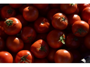 Domatesi ’Tuta’ Hastalığı Vurdu