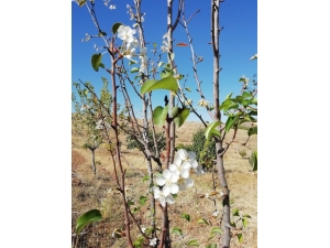 İlkbaharın Habercisi Çiçekler, Sonbaharda Açtı