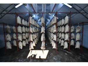 İstiridye Mantarı Adeta Vitamin Deposu