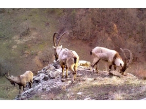 Ordu’nun ‘Yaban’ Hayatı Fotokapanda